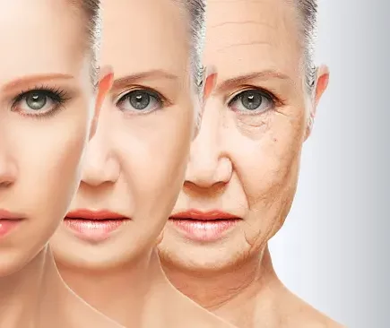 understanding the process of skin aging 1